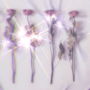 Meet your Posher, Lady